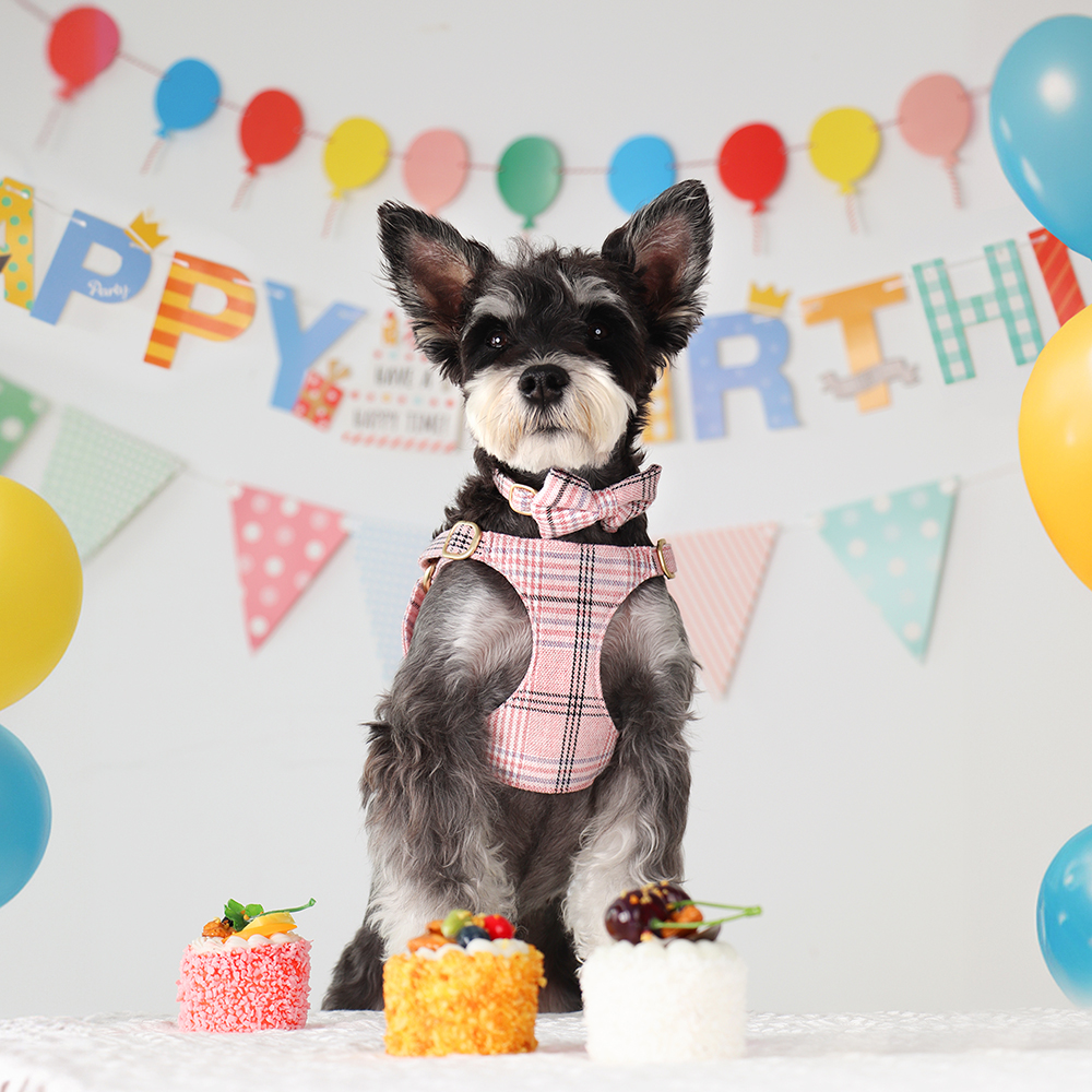 3pcs/set Dog Collar Harness le - Christmas Throw Blanket 리뷰 및 가격
