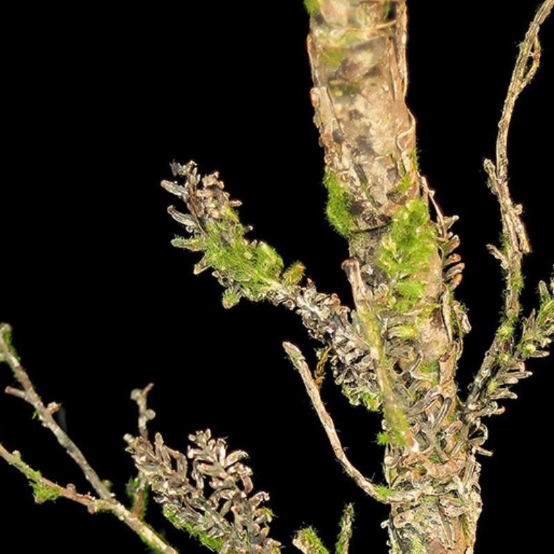 New Withered Vines Artificial  - Christmas Tree Artificial 리뷰 및 가격
